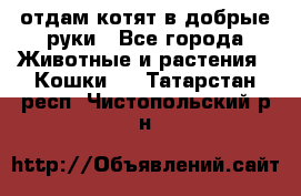 отдам котят в добрые руки - Все города Животные и растения » Кошки   . Татарстан респ.,Чистопольский р-н